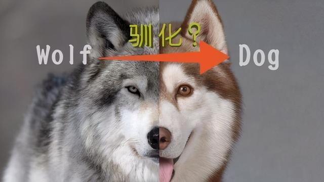 人与狗的dna有什么不同图片