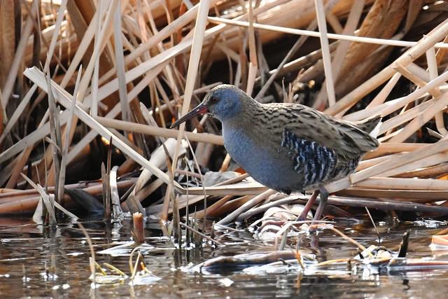 水鸡是什么，水鸡是什么车（西方秧鸡、叽咋柳莺......）