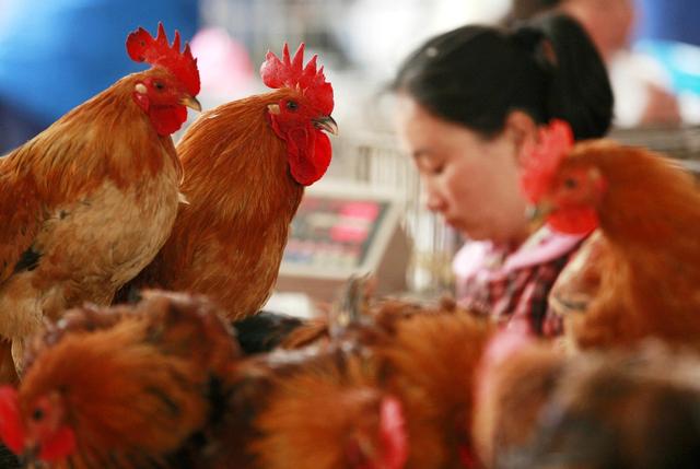 鸡胸肉为什么这么便宜，冷冻鸡胸肉为什么这么便宜（一只鸡亏损3毛）