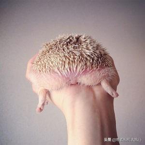 养宠物小刺猬要注意以下几点！，宠物刺猬寿命（只因为它们睡觉的样子太萌了）