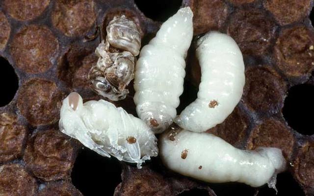 蜂蛹的功效与作用，蜂蛹的作用与功效是什么（蜂蛹的功效与作用及食用方法最新蜂蛹价格多少钱一斤）