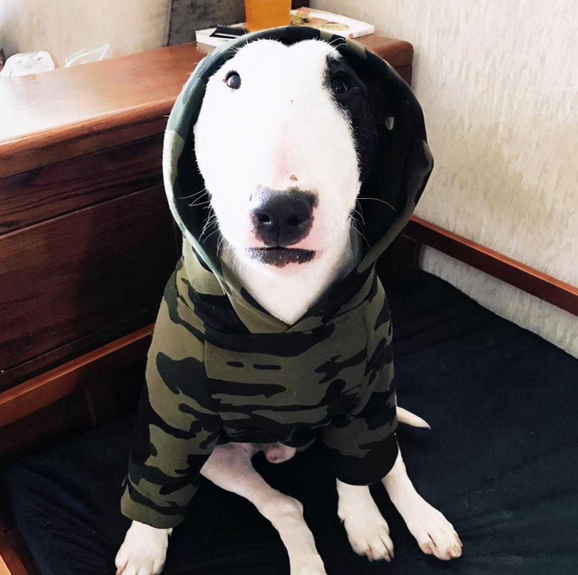 狗的抗寒能力是多少°c，2度穿什么衣服合适（这7种“不耐寒”的狗狗）