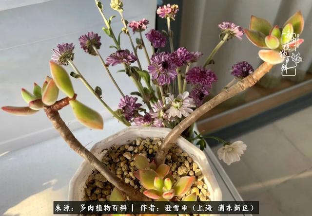多肉植物图片，感恩相遇，余生相互关照（若绿多肉植物图片）