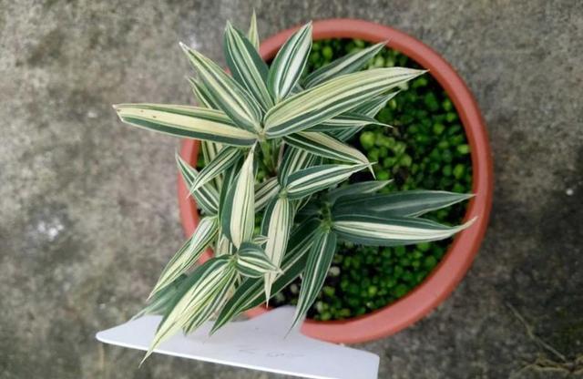 矮竹子品种有哪些有什么优点，矮竹子品种有哪些有什么优点与缺点（养盆竹子做盆景）