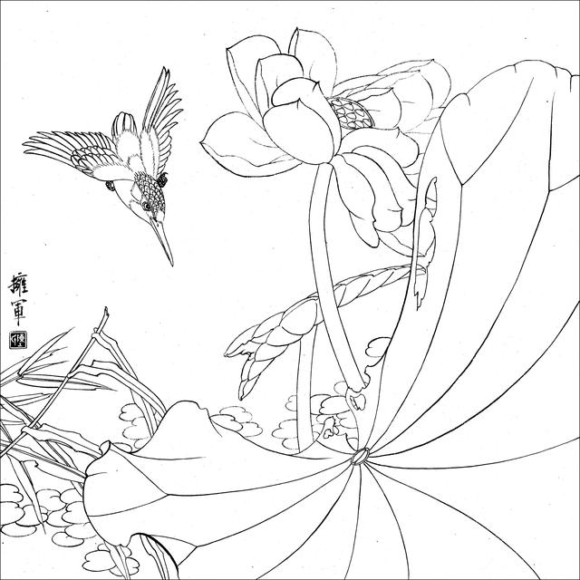 工笔荷花白描，高清工笔荷花白描 110幅