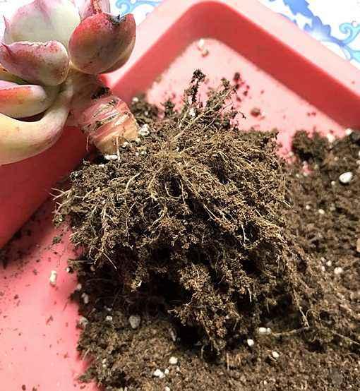 多肉修根，未必，小心修错影响生长（多肉修根后多久可以上盆浇水）