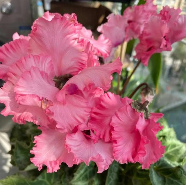 如何养好比利时杜鹃，如何养好比利时杜鹃品种（经验少的朋友别入“坑”）