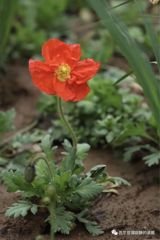 野罂粟(野罂粟图片,美丽却"邪恶"的罂粟花(野罂粟长什么样)