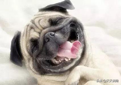 小狗几个月换牙，4个月小狗换牙应该注意什么（狗狗从多大开始换牙呢）