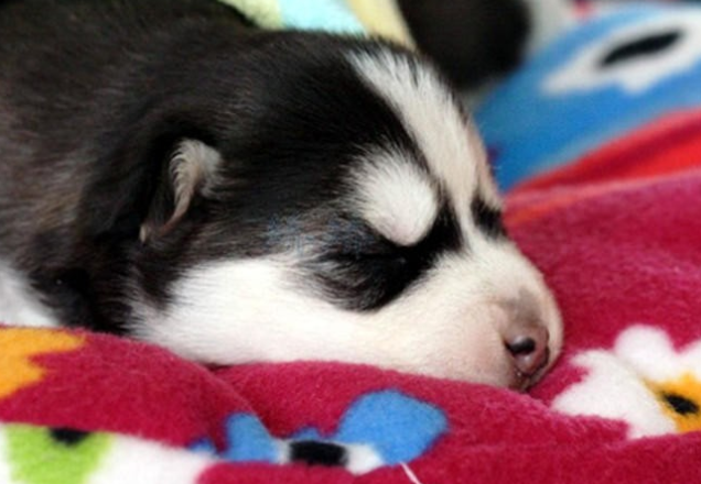 为什么狗会吃屎呢，狗为什么会吃屎不明白why（全面剖析狗吃大便的原因）