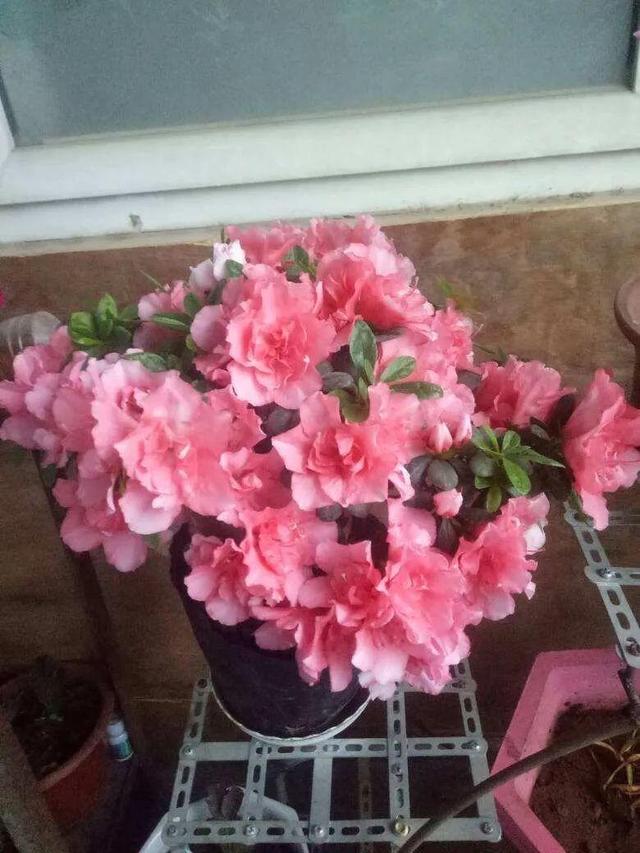 鸟尾花的繁育管理，鸟尾花 花期（30种耐阴花）