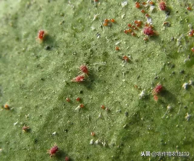 硫化铜是沉淀吗，硫化铜是沉淀吗为什么（果园常用有机农药使用技术）