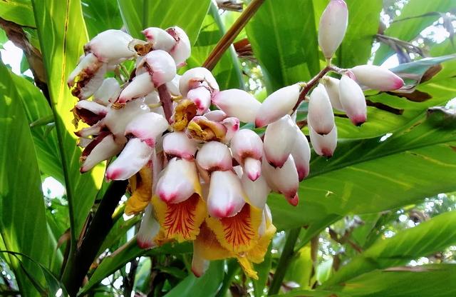 豆蔻是什么，“豆蔻年华”中的豆蔻是哪一种豆蔻（酸梅汤里面肉豆蔻是什么）