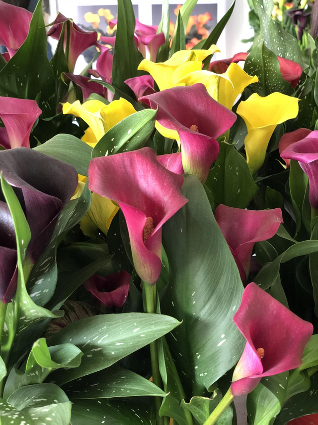 马蹄莲的养殖方法，马蹄莲的养殖方法是什么（还能四季花开不断）