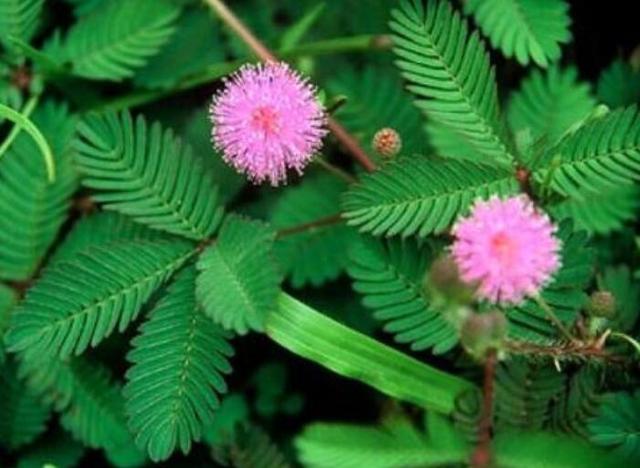 含羞草有毒，会“害羞”的含羞草还摆着（含羞草有毒吗可以在家里养吗）