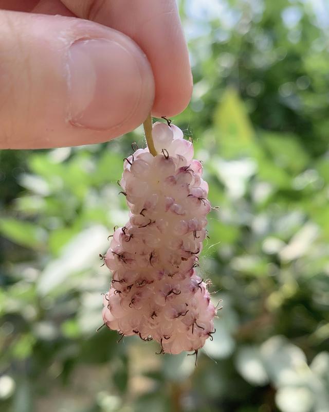 白桑葚与黑桑葚的区别，白桑葚和黑桑葚（这桑葚怎么是白色的）