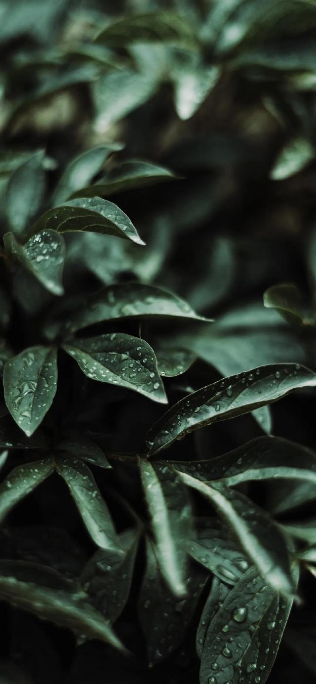 唯美植物花类头像微信，唯美植物花类头像（小清新绿色护眼植物+唯美绽放的瞬间​​​）