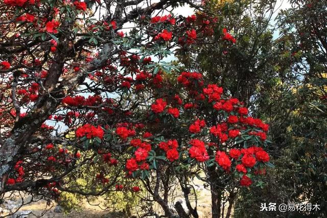 关于马缨杜鹃花，马缨杜鹃花下山桩（马缨杜鹃花的鉴赏以及栽培养护）