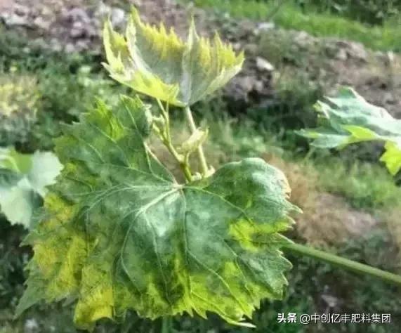 葡萄叶子发黄是怎么回事，葡萄树叶子发黄怎么办（究竟是病害、虫害、药害）