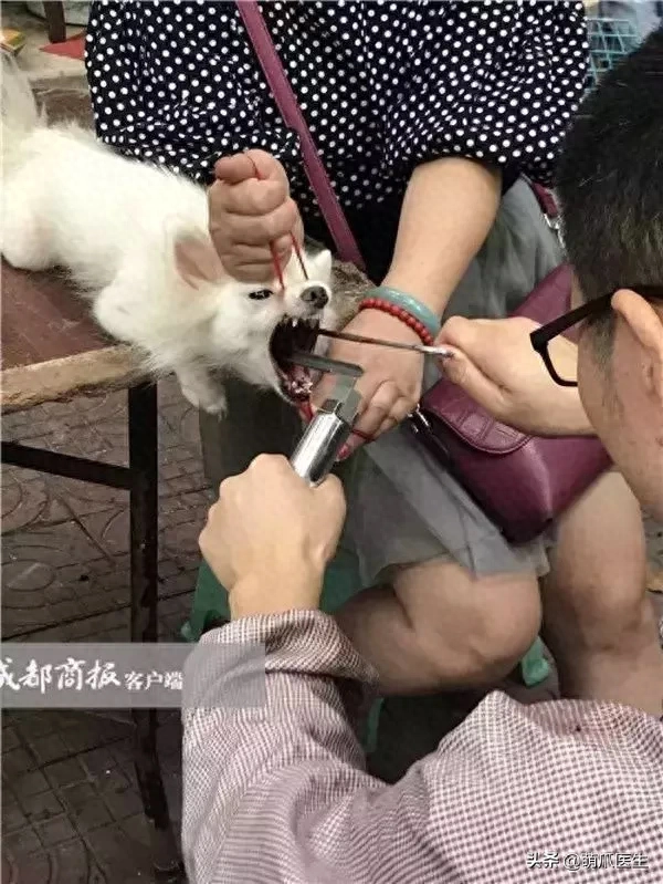 狗吃什么会哑巴