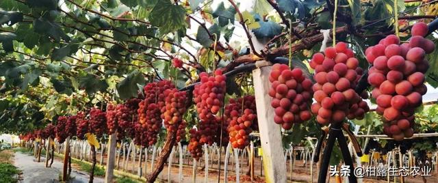 浪漫红颜葡萄的特点，浪漫红玫瑰葡萄（葡萄四大“网红品种”的优缺点及市场发展前景）