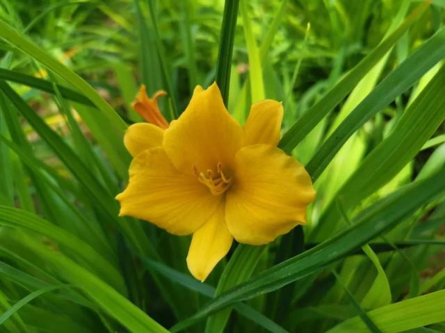 萱草有哪些不同的品种，萱草品种名称怎么查（黄花菜也只是它的一个品种）