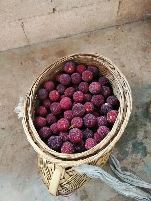 喉咙发炎可以吃杨梅吗，喉咙发炎吃什么水果（杨梅乌了，陡寨在等你）