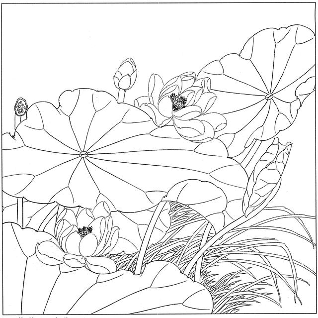 工笔荷花白描，高清工笔荷花白描 110幅