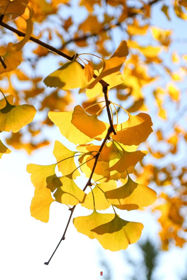 许昌旅游景点有哪些,许昌旅游景点有哪些地方(带你感受专属秋天的浪漫景色) 许昌旅游景点有哪些,许昌旅游景点有哪些地方(带你感受专属秋天的浪漫景色)