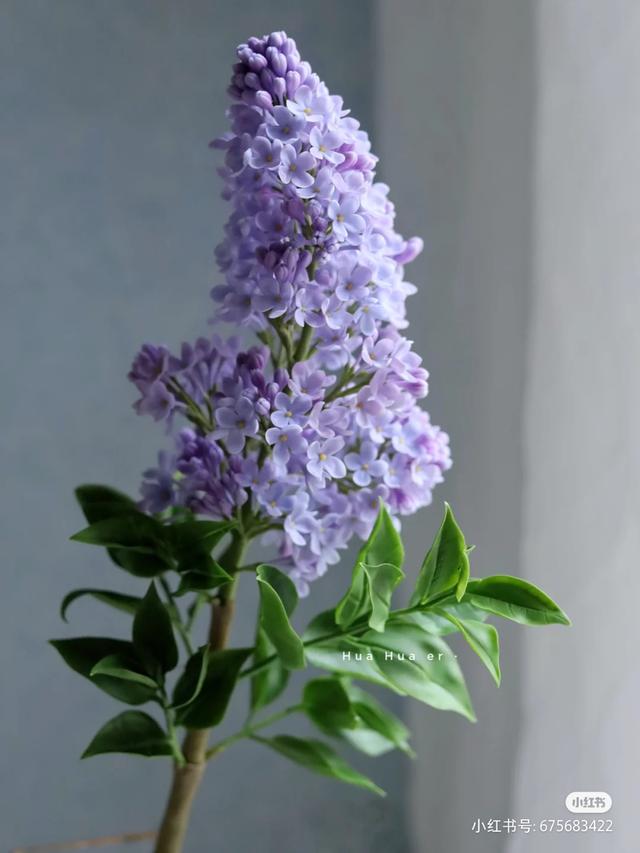 香皂花是什么材质做的，肥皂花是什么材料的（最适合懒人养的花）