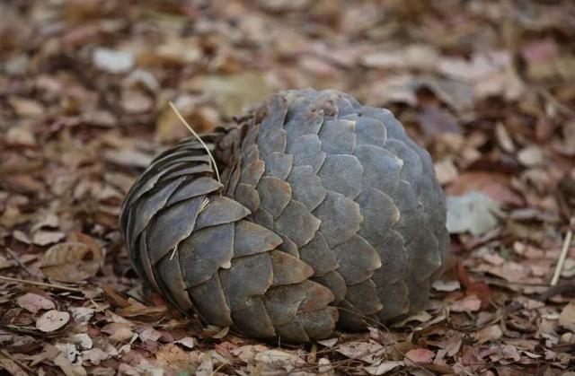 穿山甲的天敌是谁，蜈蚣一只多少元（穿山甲——被误解最深的一种动物）