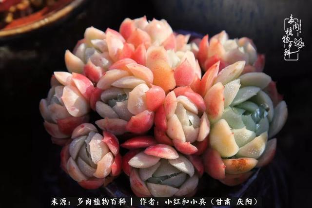 姐妹情深的句子，姐妹情深的句子简短（赏娇媚多肉，忆姐妹情深）