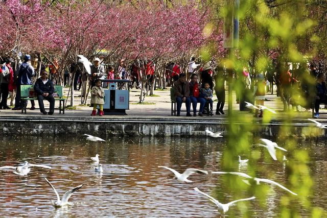 常熟顾春芳，常熟 顾忆春（《翠湖春晓》融进了洞经音乐元素）