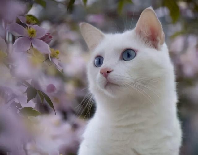 猫品种大全及图片，猫有哪些种类（养猫“首选”这7种品种）