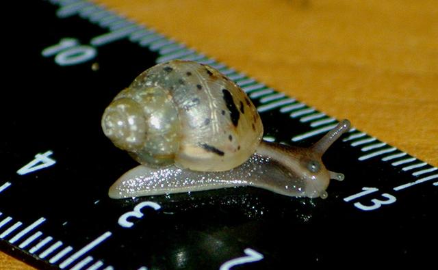 蜗牛的天敌是什么，蜗牛怕什么东西（在这种巨型蜗牛面前）