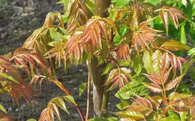 做清明果的草叫什么草，做清明果的那种草叫什么（春天不可错过的4种野菜）