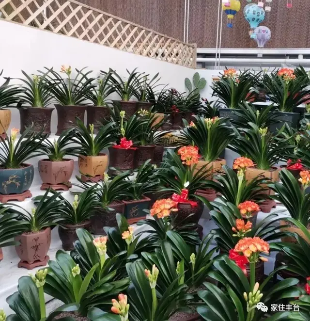 北京四大花市，丰台四大花市逛买攻略