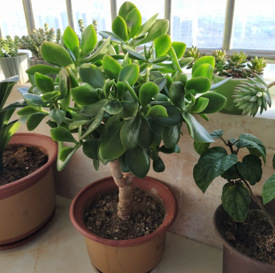 玉树不值钱，玉树图片盆景（从一片叶子长成极品老桩）