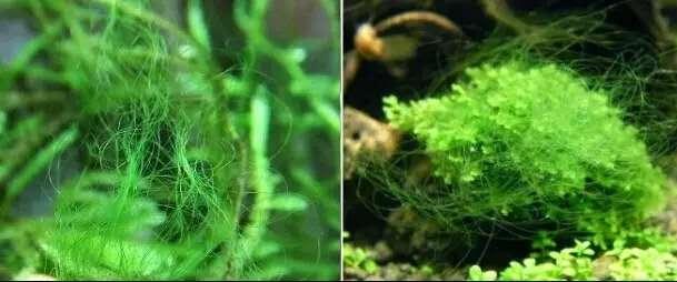 关于藻类（化石介绍，藻类化石值钱吗（19种常见藻类照片和解决方法）