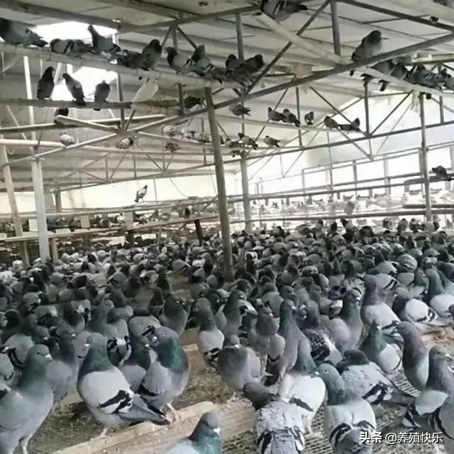 养鸽子的成本和利润，肉鸽养5000对一年有多少利润