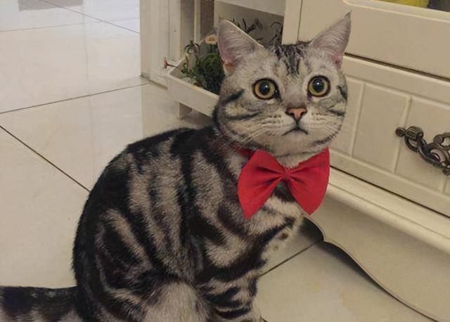 美短（美短猫图片），一定不能错过美国短毛猫（美短猫大全）