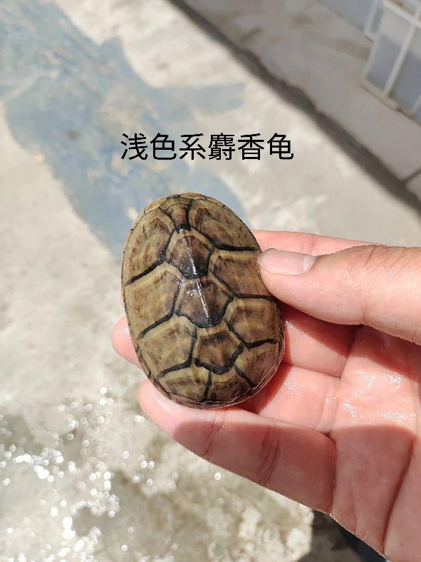 全球常见龟类图鉴大全：除巴西龟外的多种龟种名称与精美图片展示