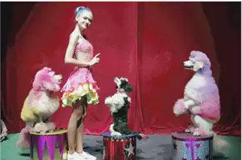 世界最著名的马戏团有哪些，世界最著名的马戏团有哪些动物（全球最知名的马戏表演要来郑州了）