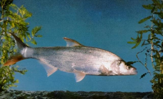 淡水观赏鱼种类，淡水观赏鱼的种类大全！（中国淡水观赏鱼图集<一>）