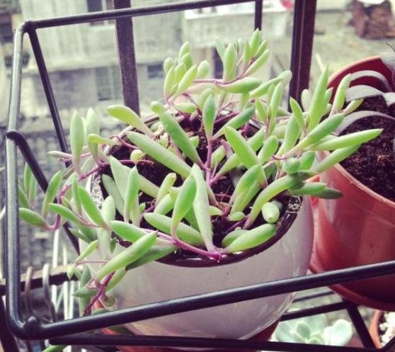 紫玄月的养殖方法和注意事项，紫玄月的养殖方法和注意事项夏季（枝叶长得快、开花更美）