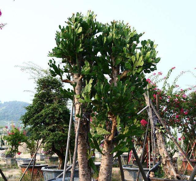 仙人果的功效与禁忌，仙人掌高10米