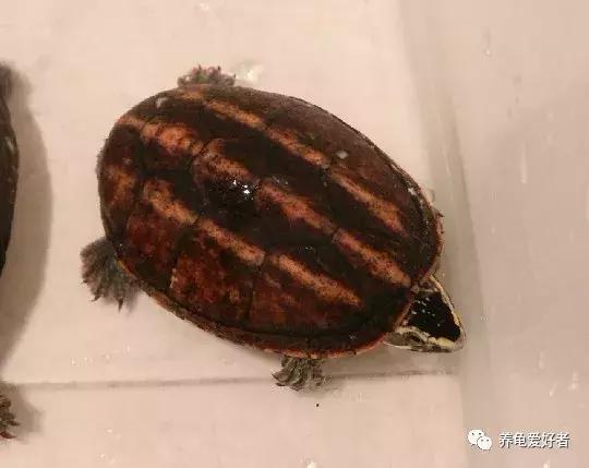西非侧颈龟怎么养,西非侧颈龟怎么养成浅色(看完之后会想要一只吗) 西非侧颈龟怎么养,西非侧颈龟怎么养成浅色(看完之后会想要一只吗)