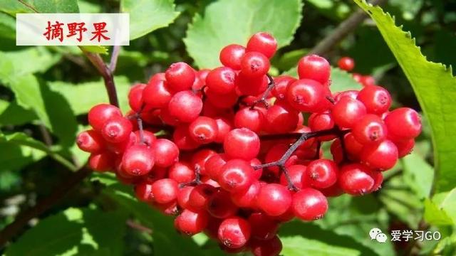 赛跑的拼音，赛跑的拼音怎么读（部编版二年级下册第23课《祖先的摇篮》知识点+图文讲解）