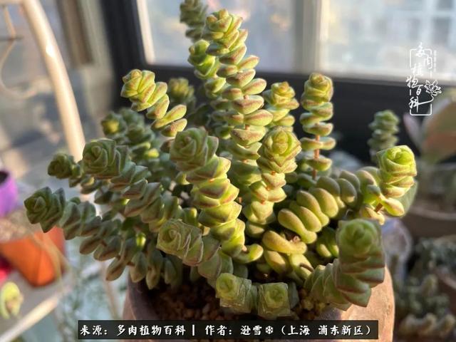 多肉植物图片，感恩相遇，余生相互关照（若绿多肉植物图片）