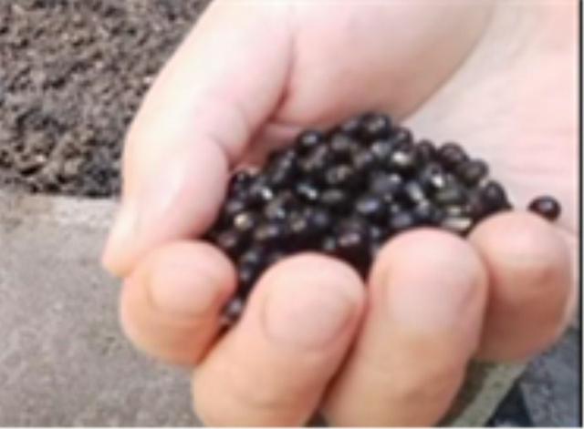 红秋葵的种植方法，红秋葵的种植方法视频（秋葵育苗生长种植管理技术）